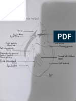 Anatomi Vet 2 (Praktikum Sistem Cardiovascular)