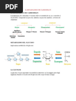 Il Metabolismo Dei Carboidrati