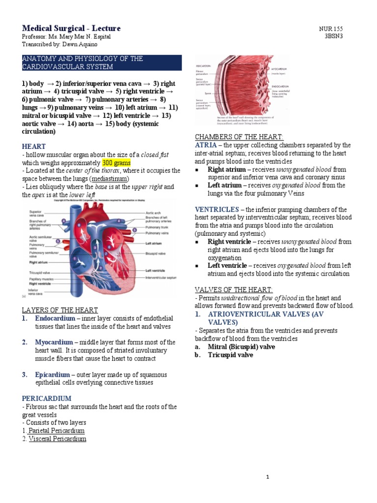 Anatomy & Physiology of The Cardiovascular System | PDF | Heart | Heart ...