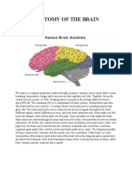 Anatomy of The Brain