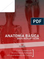 Anatomía Básica (CEBiomecánica)