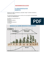 Mantenimiento Del Cultivo de Papa - Cosecha y Comercialización