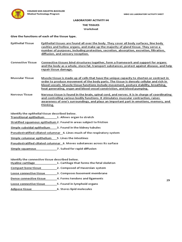 Tissue Worksheet PDF Epithelium Tissue (Biology)