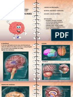 Anatomia Oriinal