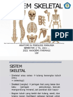 Sistem Skeletal