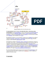 Ciclo de Krebs: ruta metabólica clave en la respiración celular