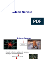 Sistema Nervoso: Funções e Organização Anatômica