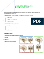 T7 Nuclis Dels Hemisferis Cerebrals