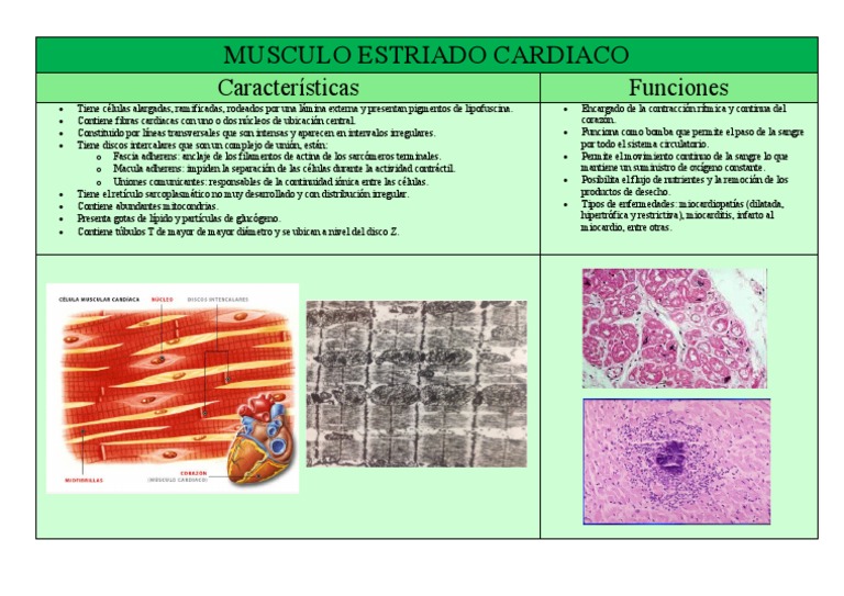 Características del músculo estriado cardíaco | PDF