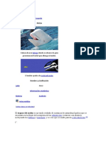 Melón cetáceo ecolocalización órgano