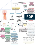 Sistema digestivo: funciones y órganos