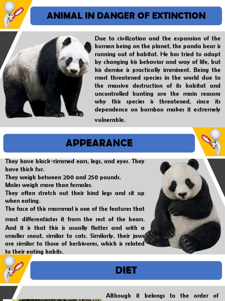 The Plight of the Panda: Habitat Loss and Conservation Efforts to Save