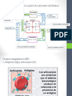 Rc-Ud04 La Circulación Sanguínea