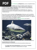 Qué Son Los Tiburones