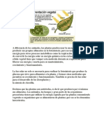 La fotosíntesis: proceso vital para la vida en la Tierra