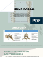 Grupo 3. Columna Dorsal 3.23 PM