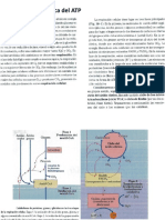 Producción Aeróbica Del ATP