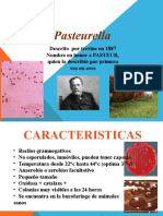 Pasteurella
