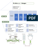 6 y 7. Practica de Hongos, Mohos y Levaduras
