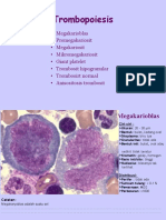 Trombopoiesis 