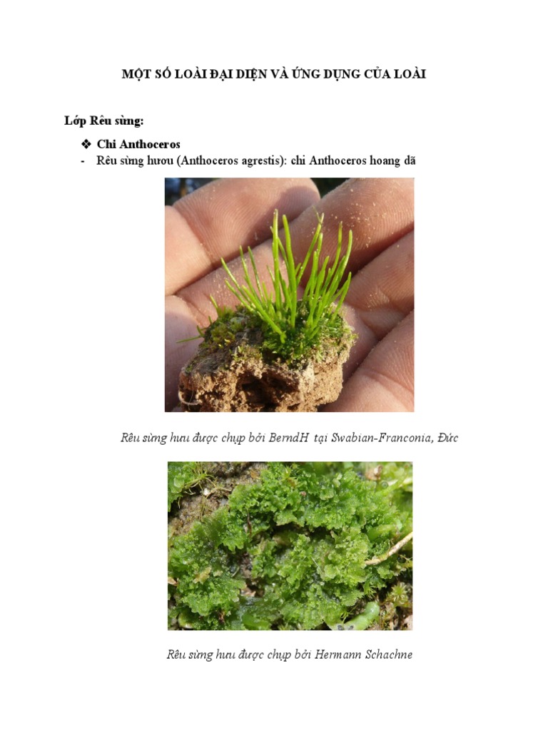 MỘT SỐ LOÀI ĐẠI DIỆN VÀ ỨNG DỤNG CỦA LOÀI | PDF