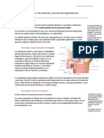 1º Semana. Fecundación y Proceso de Segmentación