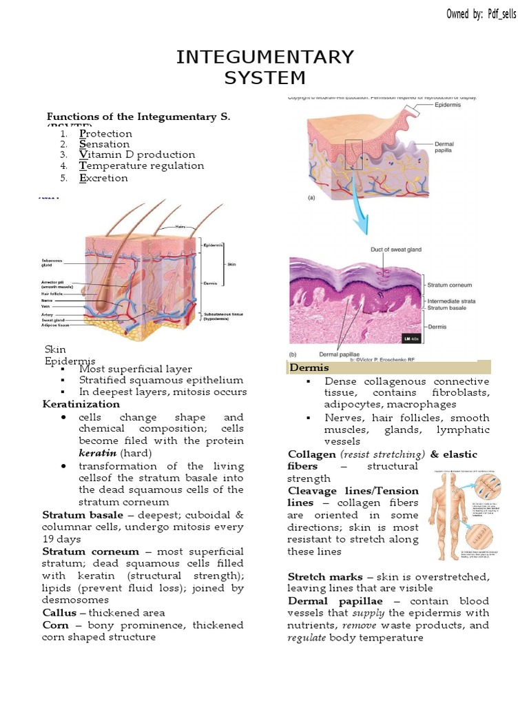 Integumentary System | PDF | Integumentary System | Skin