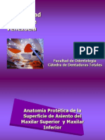 Anatomía Protética