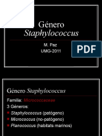 Genero Staphylococcus