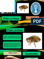Pulex Irritans