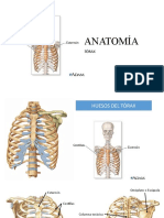 ANATOMÍA - Huesos Del Tórax