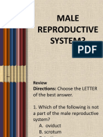 Male Reproductive System-1