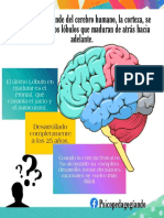 La Corteza Prefrontal - Información General