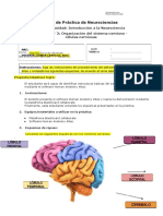 Práctica #3 Organización Del Sistema Nervioso - Células Nerviosas