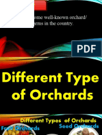 Type of Orchard Farm and Methods of Planting Trees