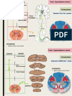 Tracto Espinotalámico Anterior - Tracto Espinotalámico Lateral 