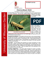 Diamondback-Moth 1
