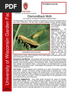 Diamondback-Moth 1