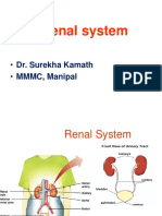 Renal System 2022