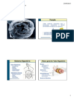 Tubo Digestório Histologia