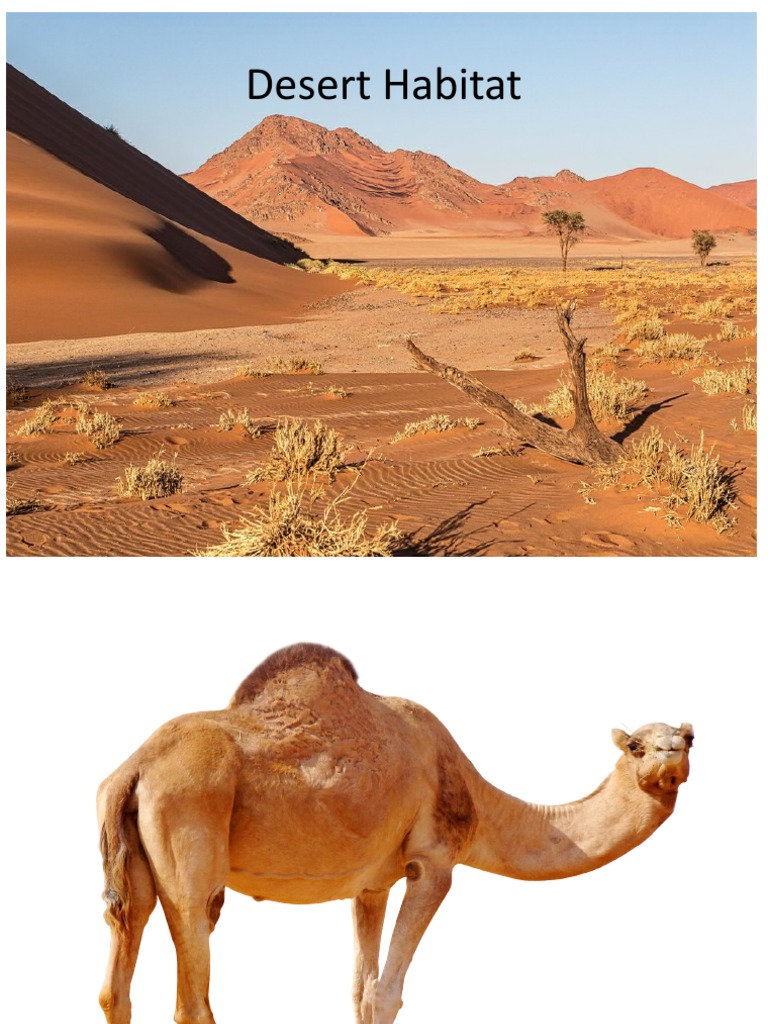 Desert | PDF