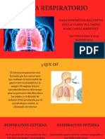 Sistema Respiratorio