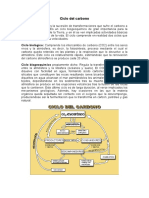 Ciclo Del Carbono