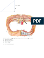 Soal Dan Pembahasan Anatomi Sistem Pembuluh Darah Arteri