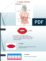 Sistema Digestivo y Respiratorio