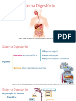 Sistema Digestório