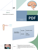 Sistema Nervioso Central SNC Parte 3