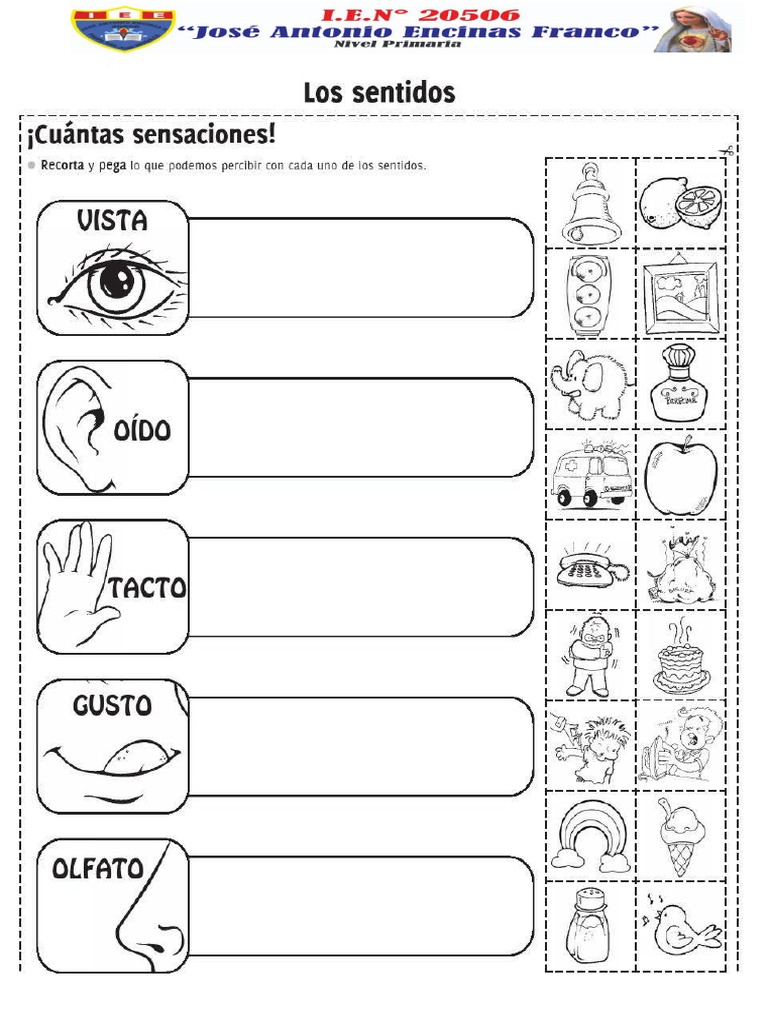 Actividades de los 5 sentidos para niños | PDF