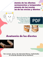 Anatomía y patologías de los dientes y encías