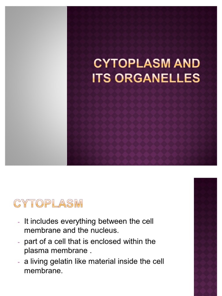 Cytoplasm and Its Organelles | PDF | Endoplasmic Reticulum | Mitochondrion
